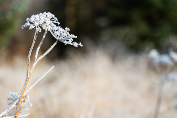 frosted unkultivierte kuh petersilie in einem nicht städtischen umfeld in schottland - non urban scene nature rural scene outdoors stock-fotos und bilder