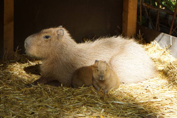istock Water pig babies in the zoo 1188856771