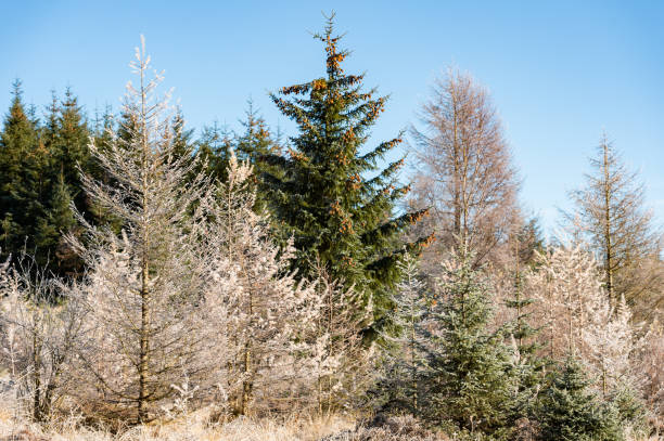 waldgebiet mit tannenbäumen und verwelkenden pflanzen, die in einer nicht städtischen umgebung in schottland mit frost bedeckt sind - non urban scene nature rural scene outdoors stock-fotos und bilder