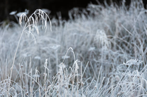 istock Frosted uncultivated long grass in a non urban setting in Scotland 1188856833