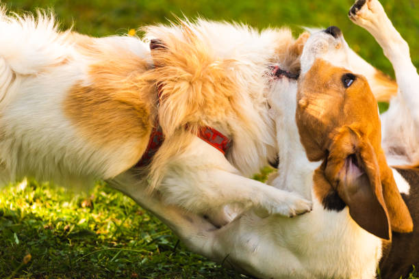 istock Two dogs playing on a green grass outdoors. Beagle dog with white pomeranian spitz 1188856878