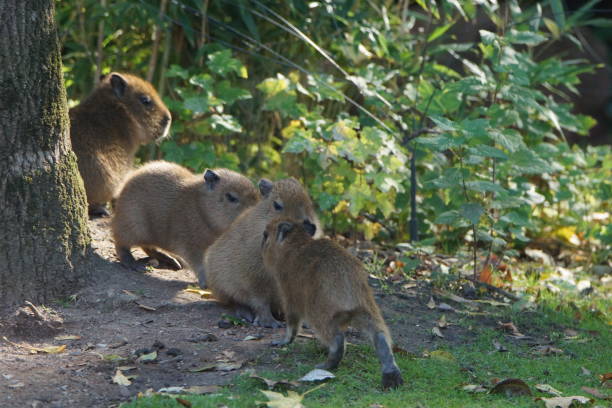 istock Water pig babies in the zoo 1188856892