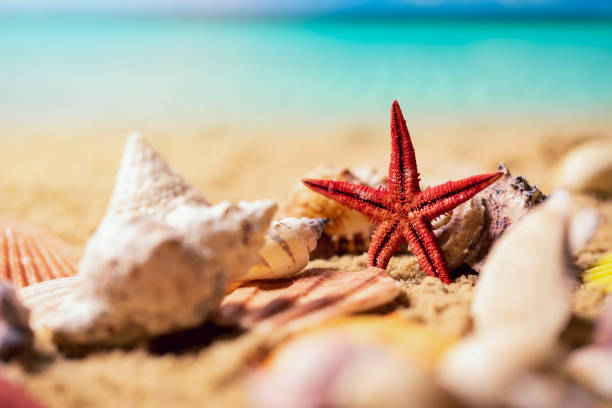 istock tropical seashells and starfish on sunny exotic beach sand and ocean in background 1188856933
