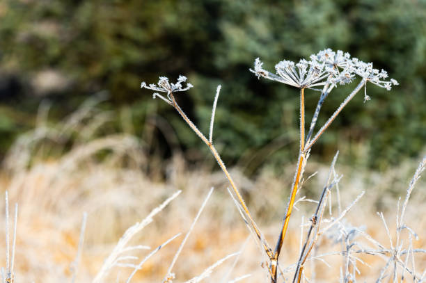 frosted unkultivierte kuh petersilie in einem nicht städtischen umfeld in schottland - non urban scene nature rural scene outdoors stock-fotos und bilder