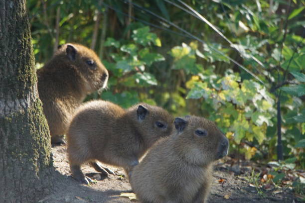 istock Water pig babies in the zoo 1188856940