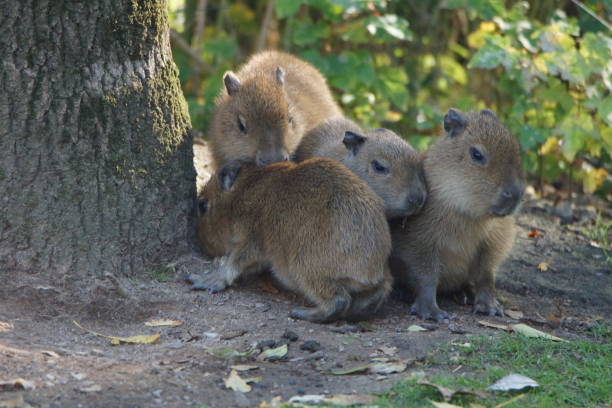 istock Water pig babies in the zoo 1188856951