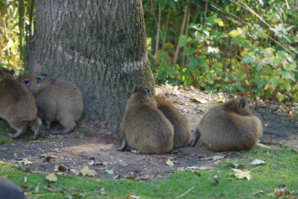 istock Water pig babies in the zoo 1188856974
