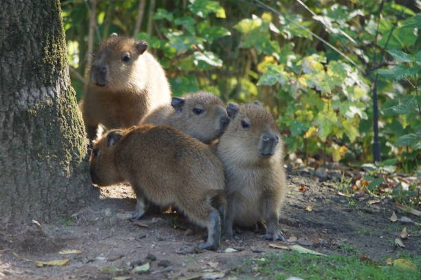 istock Water pig babies in the zoo 1188856977
