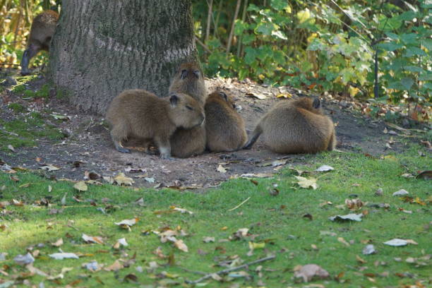 istock Water pig babies in the zoo 1188856999