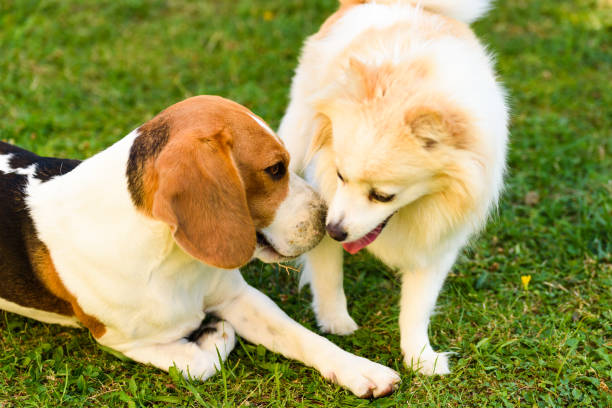 istock Two dogs playing on a green grass outdoors. Beagle dog with white pomeranian spitz 1188857860