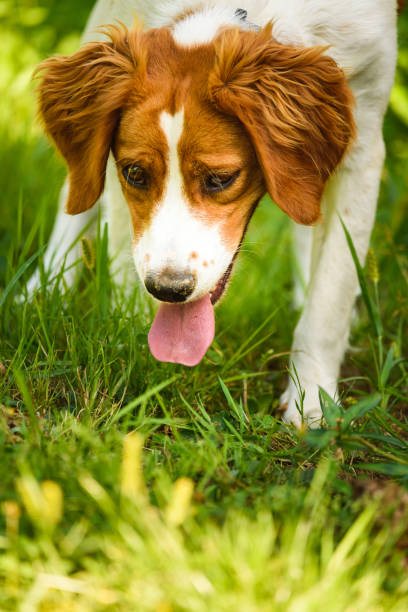 istock Brittany Spaniel dog lying in grass on summer day. 1188857985