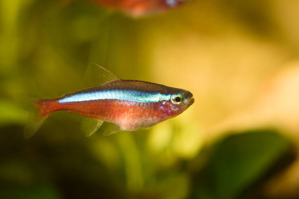 istock Neon Cardinal Tetra in Aquarium. Hobby concept 1188858003