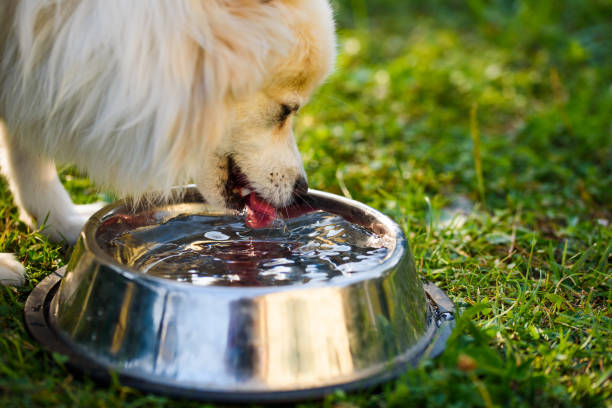Pomeranian spitz klein drinking from the bowl. Outdoor portrait. Shallow focus background Pomeranian spitz klein drinking from the bowl. Outdoor portrait. Shallow focus background pomeranian pets mammal small stock pictures, royalty-free photos & images
