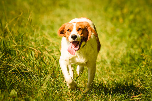 istock Brittany Spaniel dog running through a field. 1188858497