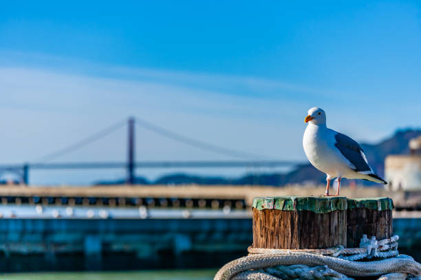 Seagull in the foreground with Golden Gate in the blurred background