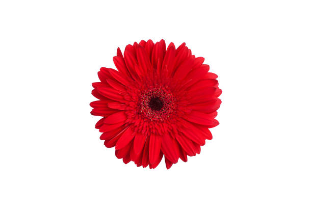 istock One red gerbera flower on white background isolated close up, orange gerber flower macro, daisy head top view, romantic greeting card decoration, decorative design element, botanical floral pattern 1188859876