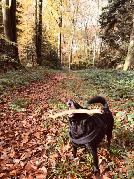 istock dog walk in the forest 1188860150