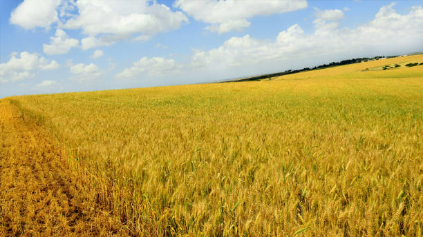 istock Field with ripe golden wheat 1188860509
