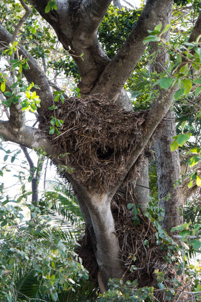 istock Sociable weavers nest in the Okavango Delta, Botswana 1188860516