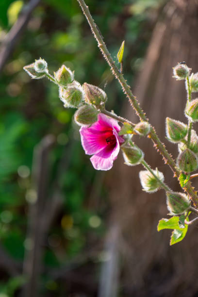 istock Morning glory flower in the Okavango Delta, Botswana 1188860599