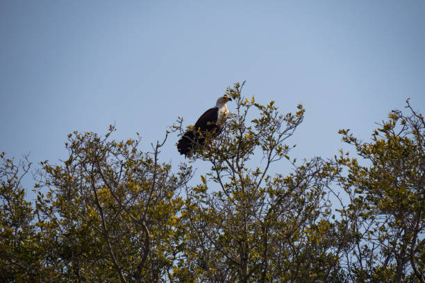 istock African Fish Eagle in the Okavango Delta, Botswana 1188861581