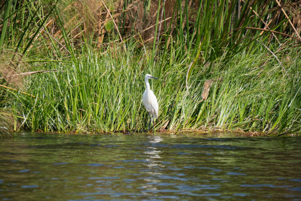 istock Egret in the Okavango Delta, Botswana 1188861741