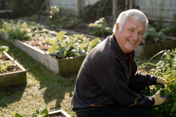 istock Smiling senior man working in his vegetable garden 1188861818