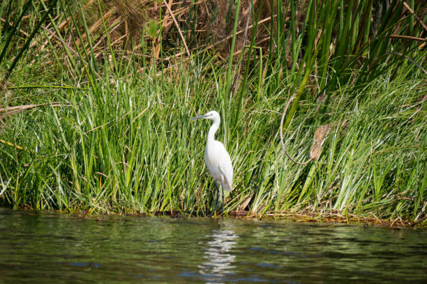 istock Egret in the Okavango Delta, Botswana 1188861820