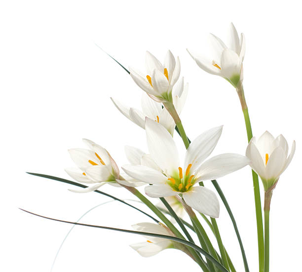 istock fragment of white lilies ' bunch 118886279