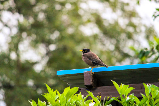 istock Myna bird sitting on the roof. 1188863012