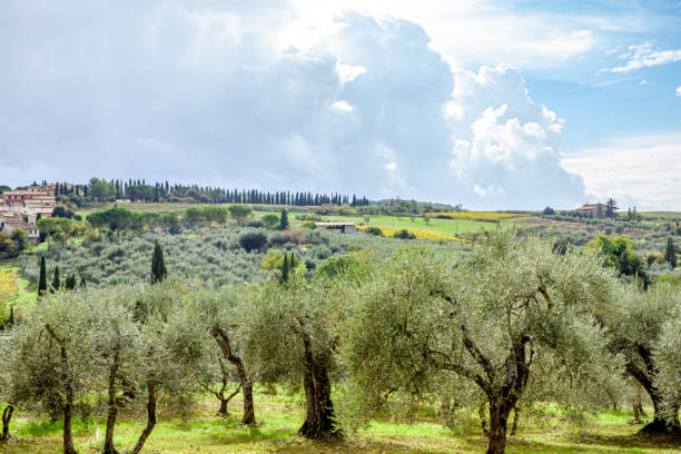 istock Tuscany Italy  Typical Contryside and residents 1188863425