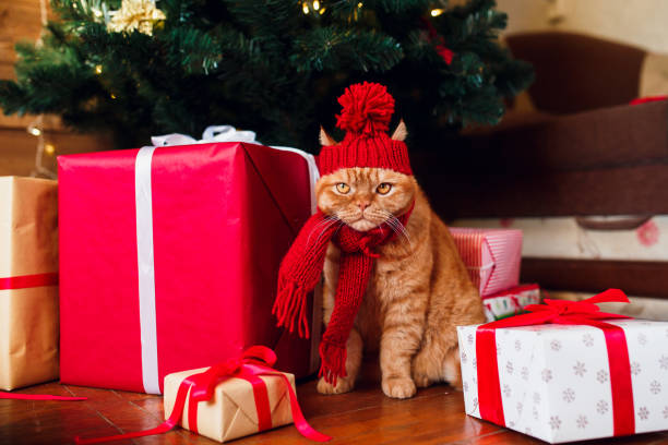 istock Christmas cat sitting under Christmas tree and present boxes. 1188863439