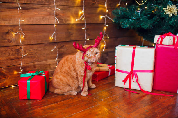 istock Christmas cat. Ginger british cat in red deer horns sitting under Christmas tree and present boxes. 1188863476