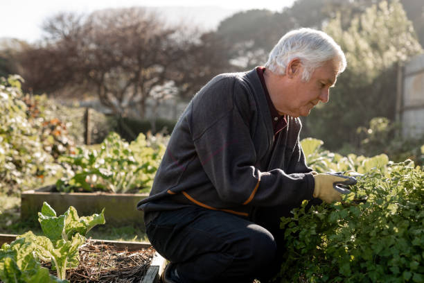 istock Senior man examing at plants in his vegetable garden 1188863493