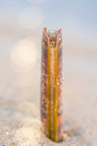 v letter on beach for education