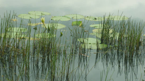 istock regal victory leaf in the river and other water plants 1188864306