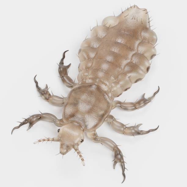istock Realistic 3d Render of Head Louse - Female 1188864621