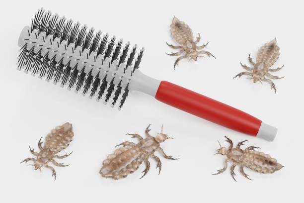 Realistic 3d Render of Head Lice with Hairbrush