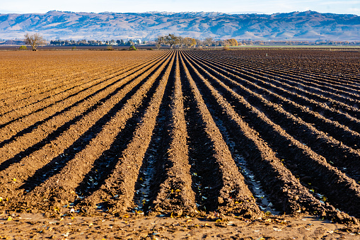 Furrows in the soil for plowing
