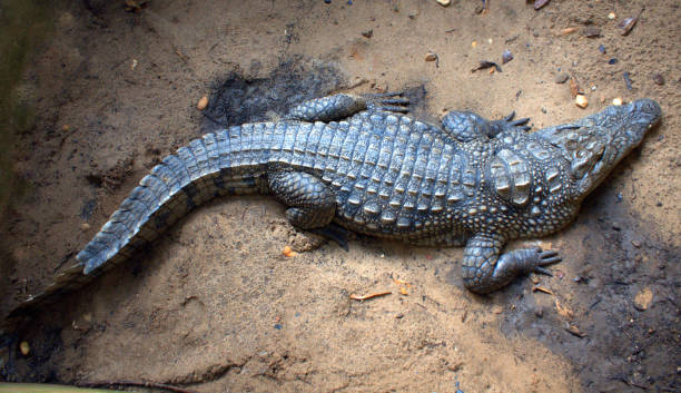 istock West African crocodile at Lac Togo 1188865426