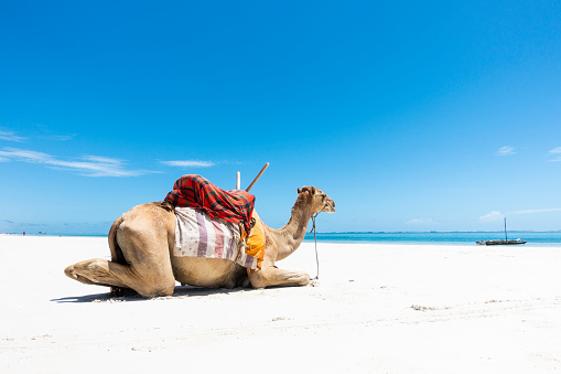 Single camel sitting at Diani Beach.