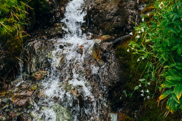 istock Spring water stream among thick moss and lush vegetation. 1188866138
