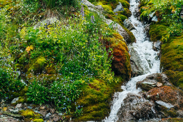istock Spring water stream among thick moss and lush vegetation. 1188866165