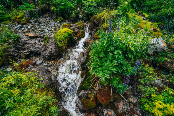 istock Spring water stream among thick moss and lush vegetation. 1188866167