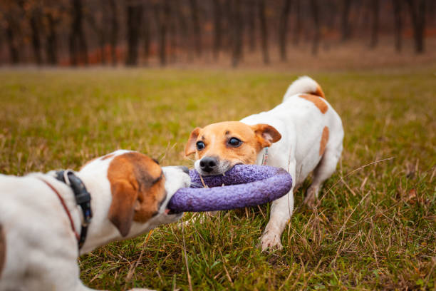 istock Two dogs of breed Jack Russell Terrier are played by pulling a puller on the lawn in the park in autumn 1188866435