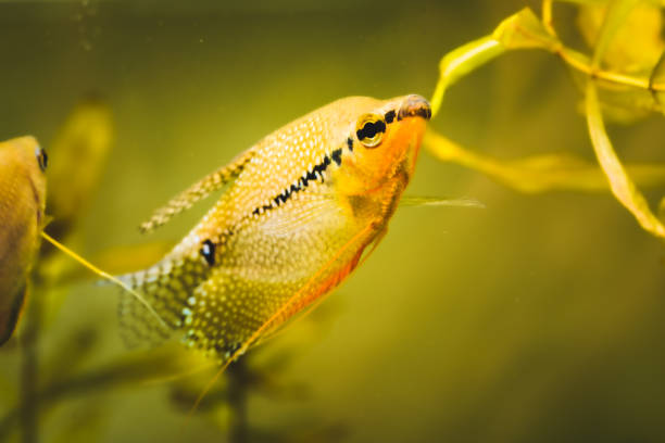 진주 gourami 트리코 포두스 리리이 민물 수족관 물고기 에서 물고기. 아쿠아리아 컨셉 - freshwater pearl 뉴스 사진 이미지