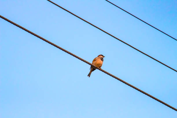 Sparrow sitting on a electric wire.