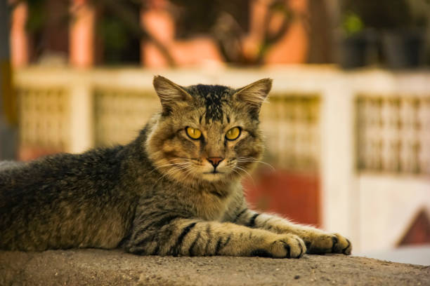 istock Male cat sitting on wall compound 1188869290
