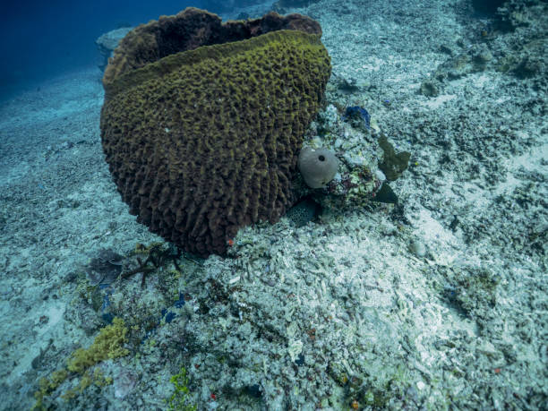 istock Diving in gili islands 1188869412