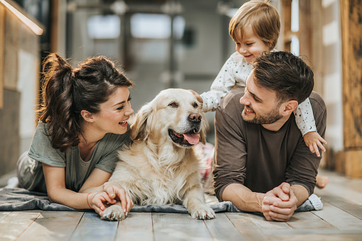 Young happy family enjoying with their golden retriever at home.